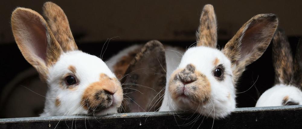 Unwürdige Massenhaltung. Zwei Kaninchenbabys in einem Stall in Niedersachsen.