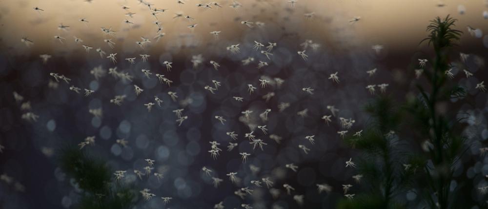 Verwandelt Menschen in schlaflose, verbeulte und misstrauische Kreaturen: die Myriade-Mücke.