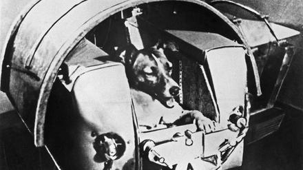 Laika, 1957 die erste Hündin im Weltall.