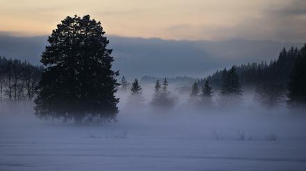 Besinnliche Weihnachtsstimmung. Bäume ragen zur blauen Stunde in der winterlichen Landschaft bei Oy in Bayern aus dem Nebel. 