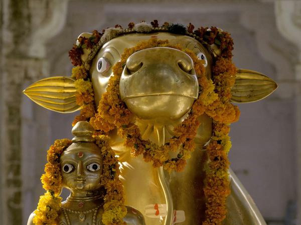 Festlich geschmückt wurde dieser Nandi, das Reittier des Gottes Shiva.