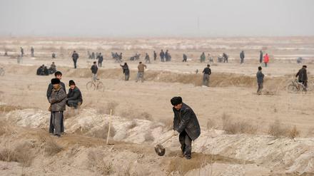 In den Diensten eines han-chinesischen Investors. Uigurische Arbeiter ziehen Bewässerungsgräben für eine Baumwollplantage außerhalb von Kashgar.