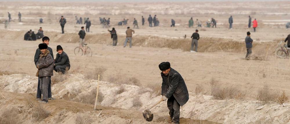 In den Diensten eines han-chinesischen Investors. Uigurische Arbeiter ziehen Bewässerungsgräben für eine Baumwollplantage außerhalb von Kashgar.