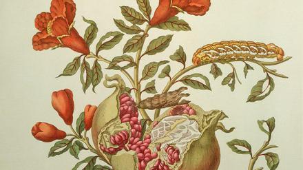 Sie sah genau hin: Der Kupferstich "Granatapfel und Schmetterlinge" von Maria Sibylla Merian.