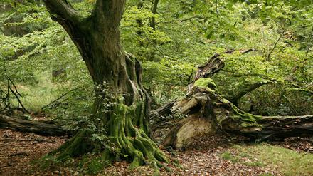 Die Schönheit in der Zerstörungskraft der Zeit. Verleger und Dichter Michael Krüger ist angetan von der Lebensspanne der Bäume.