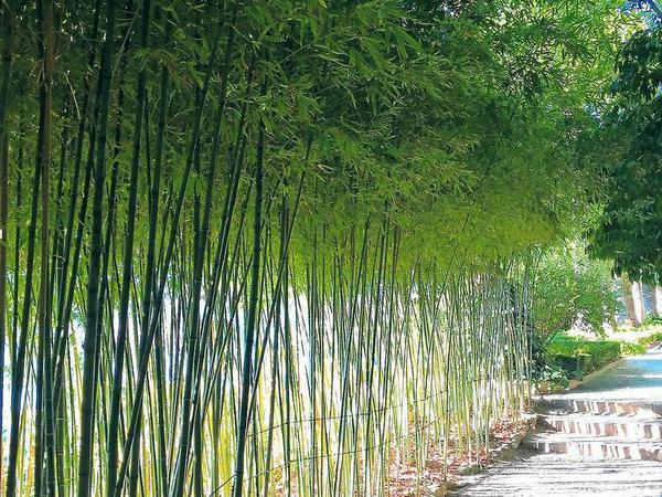 Der Bambuswald im Japanischen Garten.