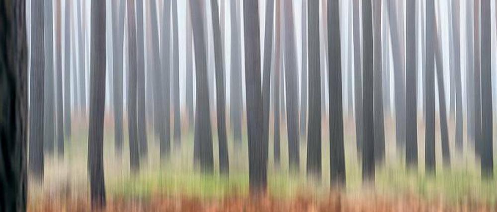 Man sieht ihn nicht vor lauter Bäumen. Der Wald – hier in einer Aufnahme aus Brandenburg – ist der mythische Ort der Deutschen schlechthin. 