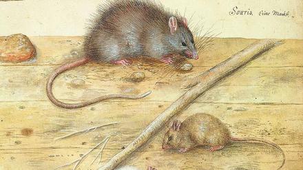 Ausschnitt aus "Ratten und Mäuse" von Hans Verhagen der Stomme.