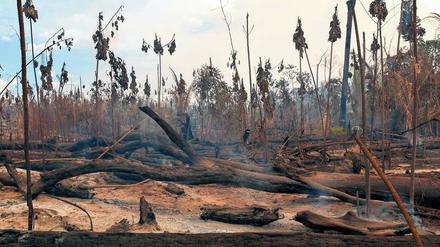 Verbrannte Erde, verbrannter Wald. Im südlichen Amazonasbecken soll die Operation Green Wave des brasilianischen Umweltinstituts der Abholzung Einhalt gebieten. 