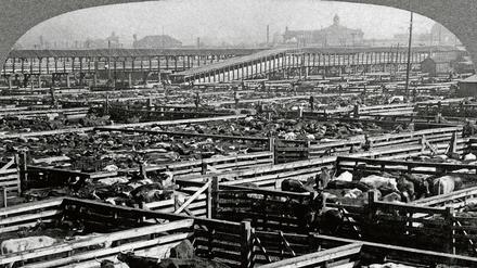 Bald Dosenfleisch. Der größte Lebendtiermarkt der Welt in Chicago, 1903.