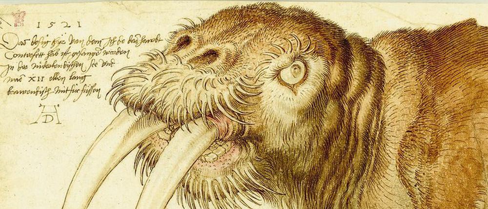 Wissbegier. Dürers Zeichnung „Kopf eines Walrosses“ entstand im Jahr 1521