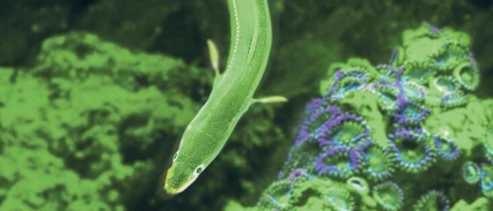 Fluoreszierendes Wunderwesen. Der japanische Aal, von Fachleuten Anguilla japonica genannt.