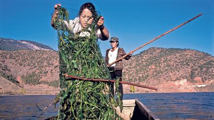 Chinesische Frauenwirtschaft. Mu Ze Latso (vorne) und eine Freundin, beide vom Volk der Mosuo, beim Sammeln von Algen für das Vieh. Die Mosuo sind eine Untergruppe der offiziell anerkannten Minderheit der Naxi. Sie leben an den Ufern des Lugu-Sees im Nordwesten der Provinz Yunnan und bilden eine vormoderne matrilineare Gesellschaft, in der die Männer in den meisten Bereichen untergeordnet sind.