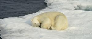 Die Zukunft der Eisbären liegt auf dünnem Eis. 