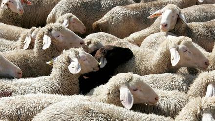 Schwarzes Schaf. Der Thriller "Nur die Tiere" erzählt von einem einsamen französischen Bauern, der Schafe züchtet.