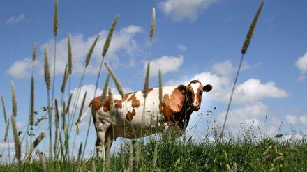 Eine Kuh auf der Weide.
