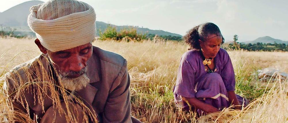 Handarbeit. Äthiopische Kleinbauern bei der Ernte. 