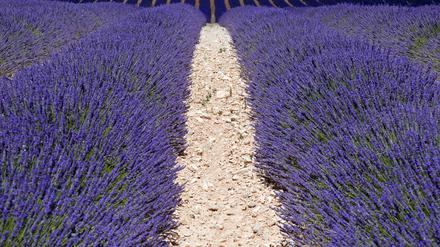 Duftendes Meer. Lavendelfeld in der Provence. Im Juli ist Blütezeit. 
