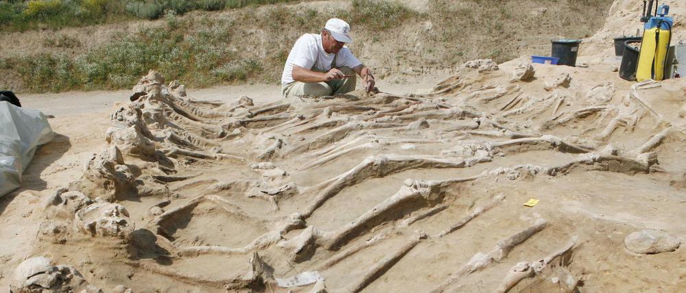 Ein archäologischer Mitarbeiter ist in Wittstock an einem Massengrab des Dreißigjährigen Krieges von 1636 damit beschäftigt, Knochen freizulegen. 