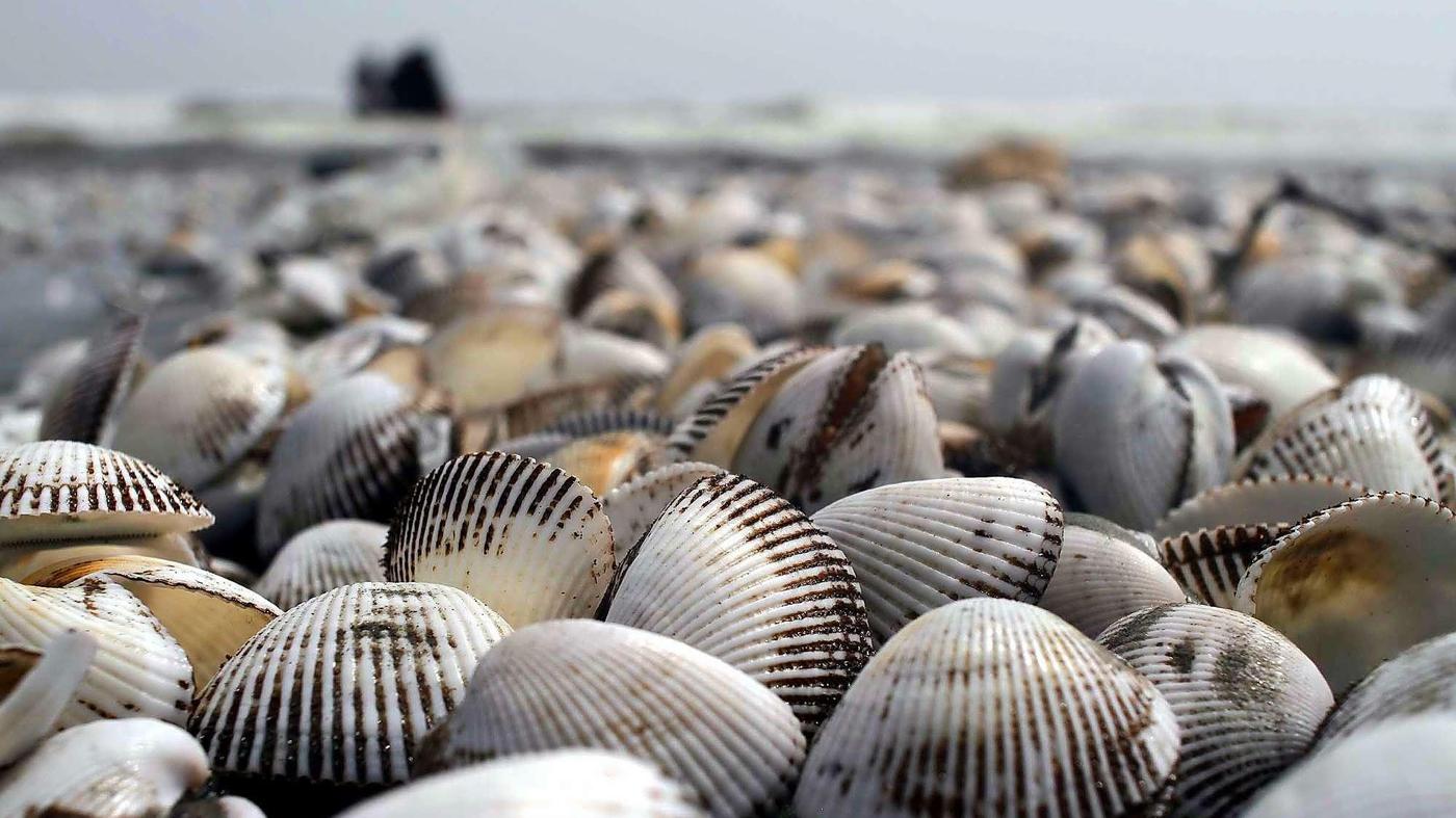 Sommersouvenirs (11) Muscheln Währung aus dem Wasser