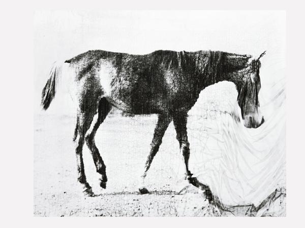 Valentina Murabito, „1878. The horse in motion“, 36 x 30 cm, analog s/w Fotografie, Handabzug auf Holz.