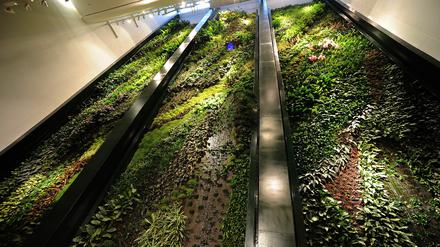 Der Vertikale Garten bei Dussmann ist 15 Meter breit und 18 Meter hoch. 6672 tropische Pflanzen von 157 Arten wachsen jetzt zu einem lebendigen Kunstwerk heran. Fünf Wasserfälle bewässern das Projekt zusätzlich.