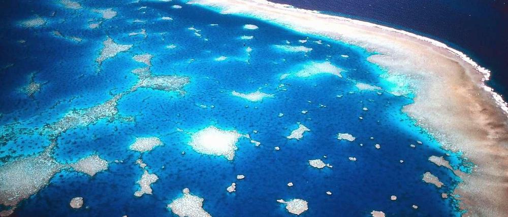 The Great Barrier Reef has about the size of Germany. And it is "majestic" says Australias environment minister Greg Hunt. 
