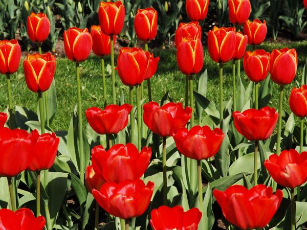  "Tulipan-Nächte" werden alljährlich im Britzer Garten in Berlin gefeiert. 