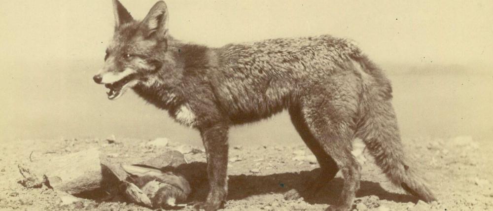 Eines der Fuchs-Bilder von Ottomar Anschütz.