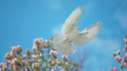 Die weiße Taube gilt als Friedenssymbol.