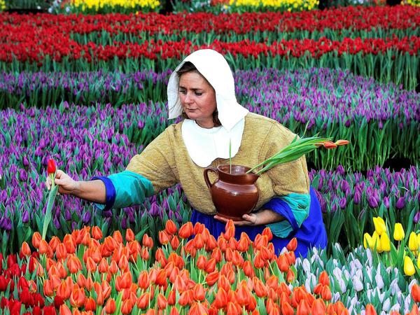 Die Niederlande erleben einen Tulpenboom. Über zwei Milliarden werden 2017 produziert, die Hälfte für Deutschland. Eine als Dienstmagd mit Milchkrug verkleidete Frau - nach einem Gemälde von Jan Vermeer - nimmt am 16. Januar, dem Nationalen Tulpentag auf dem Dam-Platz in Amsterdam, Tulpen auf und stellt sie in den Krug. 