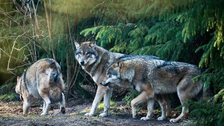  Vor denen ist man sicher. Wölfe (Canis lupus) in ihrem Gehege im Wildpark Schorfheide in Groß Schönebeck (Brandenburg). 