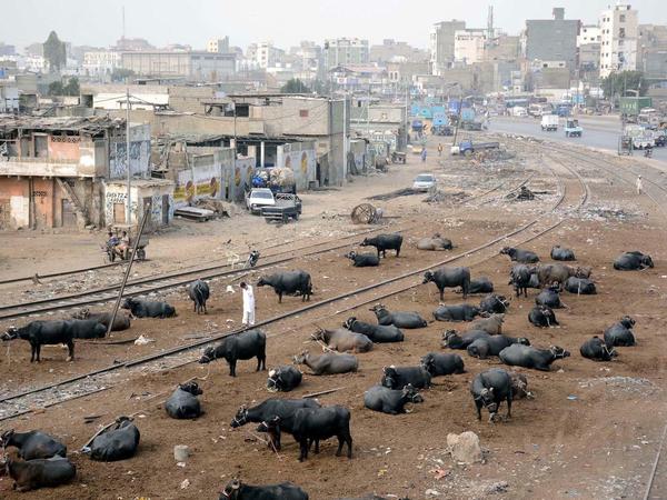 Kühe auf der stillgelegten Ringeisenbahn in Karatschi.
