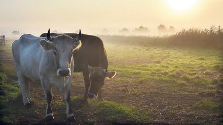Glückliche Kühe. Sonnenaufgang über dem Bio-Bauernhof „Stolze Kuh“ in Lunow-Stolzenhagen (Brandenburg). 