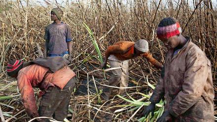 Welchen Anteil hat die Agrarspekulation an Hungersnöten in armen Ländern? Darüber wird in der Wissenschaft gestritten.