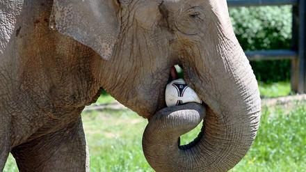 Nicht fressen, voraussagen! Ein tiefer gehendes Verständnis für Fußball fehlt dem EM-Orakel-Elefanten Citta aus dem Krakauer Zoo offenbar.