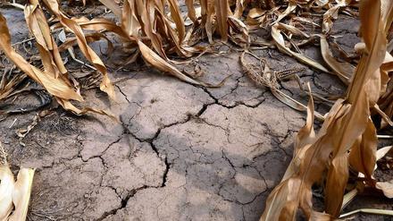 Die Dürre in den USA lässt die Ernte vertrocknen - und Lebensmittel und Sprit-Preise steigen.