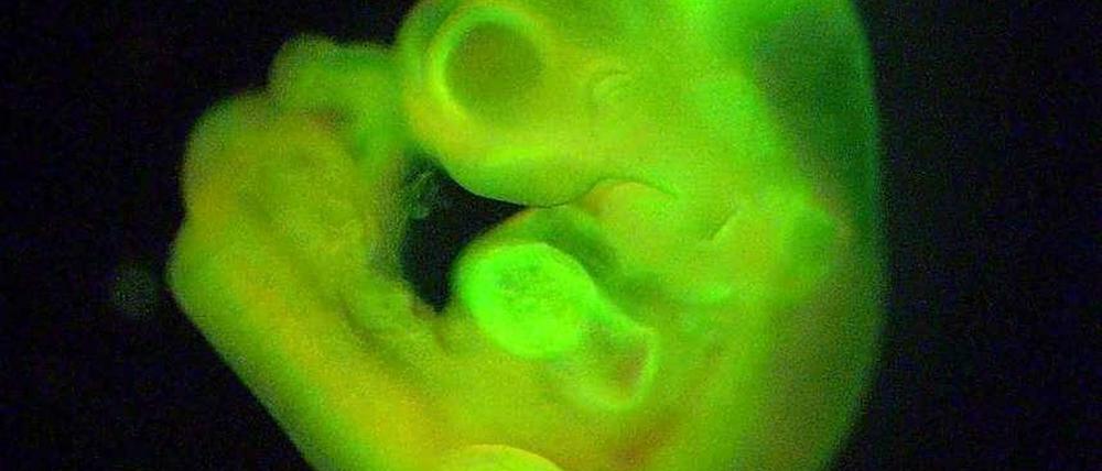 Grünes Wunder. Forscher vom Riken-Institut für Entwicklungsbiologie im japanischen Kobe verkündeten Ende Februar sie hätten eine neue Methode entdeckt, um Stammzellen zu erzeugen. Als Beweis präsentierten sie Fotos von Embryos, die sich aus den grün markierten Stammzellen entwickelt haben sollen.