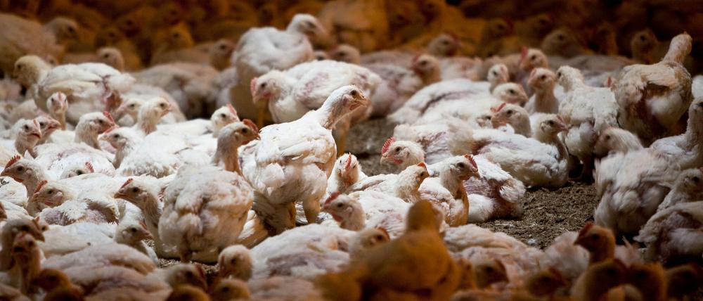 Profite auf Kosten der Tiere: Tausende Hühner in einem Stall in Storkow.