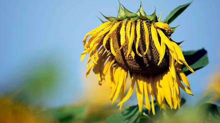 Die Sonnenblume, Symbol der Grünen