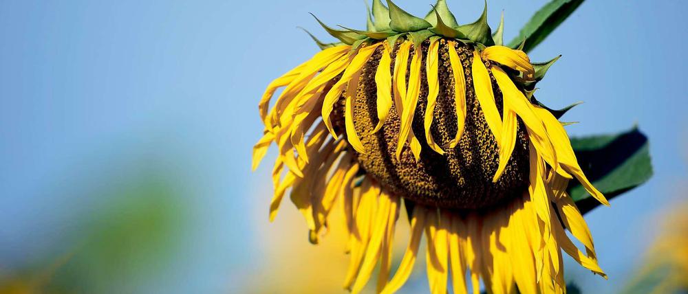 Die Sonnenblume, Symbol der Grünen