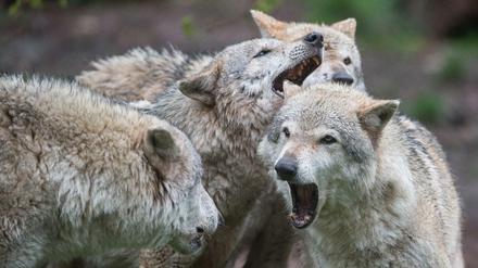 Rudeltier. 400 Nutztiere töteten Wölfe 2017 in Brandenburg. Angriffe auf Menschen gab es noch keine.