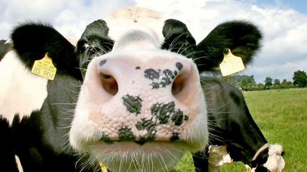 Müssen wir beim Kauf von Rindfleisch künftig auch auf den Methanausstoß der Kuh achten?
