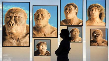  Eine Frau betrachtet Bilder unserer Vorfahren in einer Ausstellung zur Evolutionstheorie in Stuttgart.
