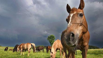 Pferdefleisch ist nicht gesundheitsgefährdend - es ist eher ein Frage der Psyche, dass viele Menschen kein Pferd essen möchten.