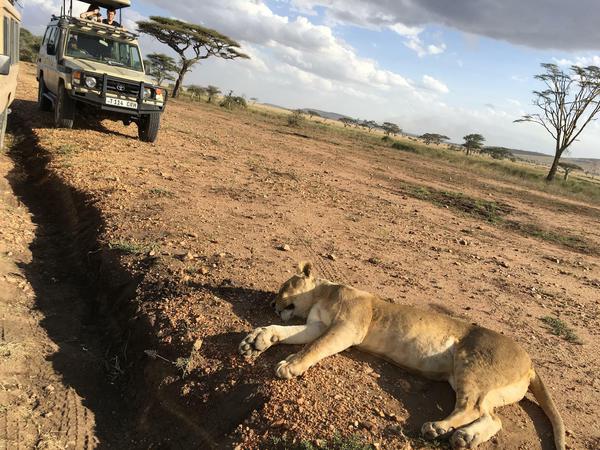 Warum die Säbelzahntiger letztlich ausgestorben sind, die Löwin aber noch immer faul in der Serengeti liegen kann, ist nicht abschließend erforscht.