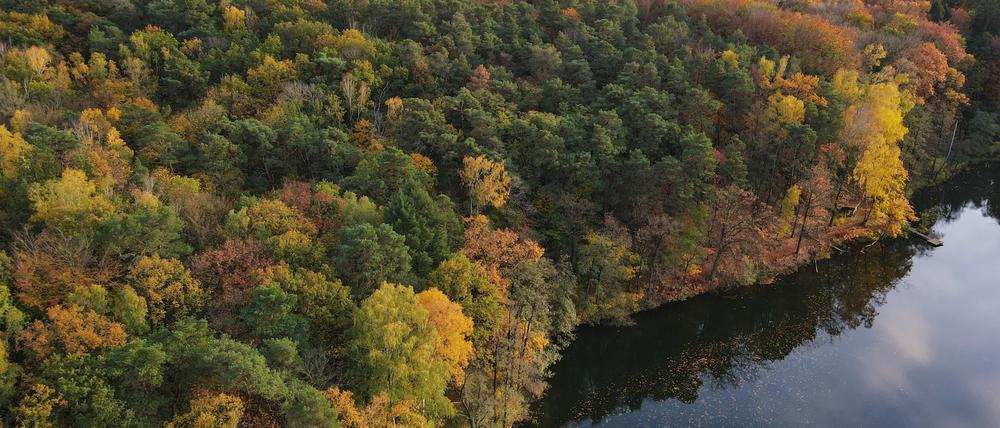 Herbstlich gefärbt ist der Mischwald am Ufer des Trepliner Sees im Landkreis Märkisch-Oderland (Luftaufnahme mit einer Drohne).