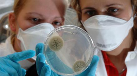 Im Hans-Knöll-Institut in Jena wird an genmanipulierten Pilzzellen geforscht. Das Institut geht zurück auf eine Einrichtung, in der 1942 mit der Entwicklung von Penicillin im Labormaßstab begonnen wurde.