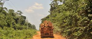 Im Amazonas schreitet die Abholzung massiv voran.