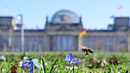 Manchmal wird es unscharf: Der Bundestag vor einer Märzwiese.